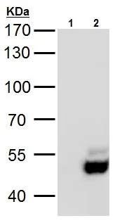 Western blot - Anti-USP3 antibody (AB229348)
