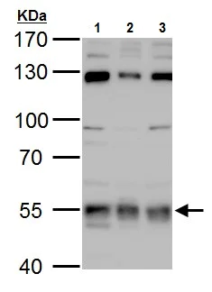 Western blot - Anti-USP3 antibody (AB229348)