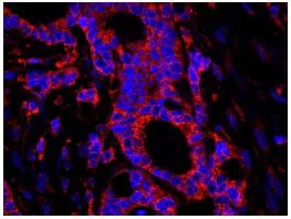 Immunohistochemistry (Formalin/PFA-fixed paraffin-embedded sections) - Anti-USP3 antibody (AB84702)