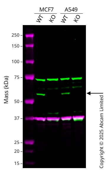 Western blot - Anti-USP30 antibody [CL4438] (AB219969)