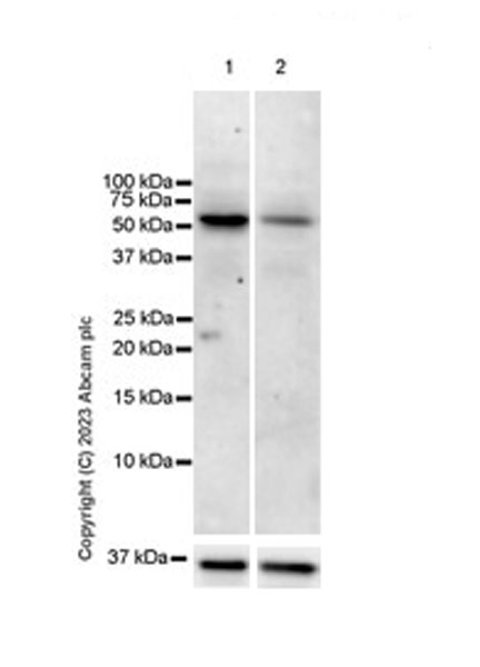 Western blot - Anti-USP30 antibody [EPR27024-81] (AB314749), expandable thumbnail
