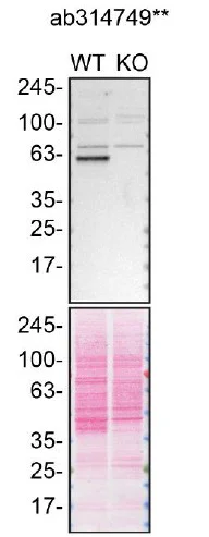 Western blot - Anti-USP30 antibody [EPR27024-81] (AB314749)