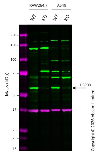 Western blot - Anti-USP30 antibody [EPR27024-81] (AB314749)