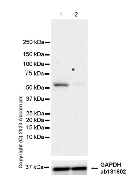 Western blot - Anti-USP30 antibody [EPR27024-81] - BSA and Azide free (AB314750)
