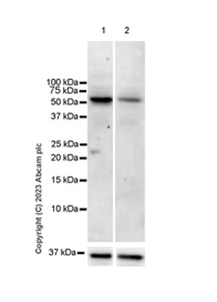 Western blot - Anti-USP30 antibody [EPR27024-81] - BSA and Azide free (AB314750)