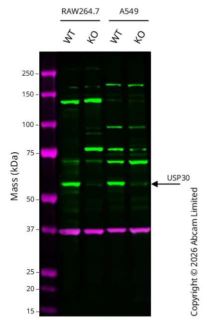 Western blot - Anti-USP30 antibody [EPR27024-81] - BSA and Azide free (AB314750)