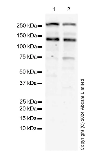 Western blot - Anti-USP31 + USP43 antibody [EPR26029-42] (AB320632)