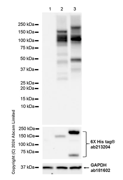 Western blot - Anti-USP31 + USP43 antibody [EPR26029-42] (AB320632)