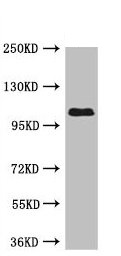 Western blot - Anti-USP33 antibody (AB237510)