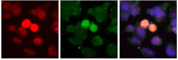 Immunocytochemistry/ Immunofluorescence - Anti-USP36 antibody (AB236452)