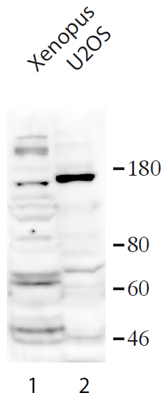Western blot - Anti-USP37 antibody (AB190184), expandable thumbnail