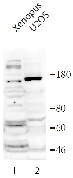 Western blot - Anti-USP37 antibody (AB190184)