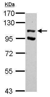 Western blot - Anti-USP37 antibody (AB229092)