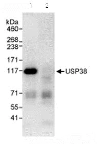 Immunoprecipitation - Anti-USP38 antibody (AB72244)