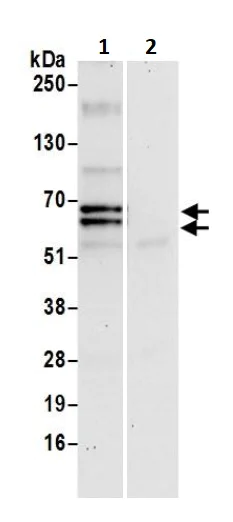 Immunoprecipitation - Anti-USP39 antibody (AB245571)