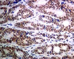 Immunohistochemistry (Formalin/PFA-fixed paraffin-embedded sections) - Anti-USP39 antibody [EPR8683] - BSA and Azide free (AB248387)
