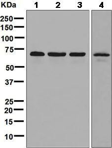 Western blot - Anti-USP39 antibody [EPR8683] - BSA and Azide free (AB248387)