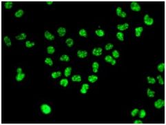 Immunocytochemistry/ Immunofluorescence - Anti-USP39 antibody [EPR8684] - BSA and Azide free (AB248411), expandable thumbnail