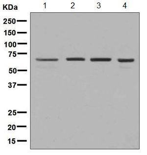 Western blot - Anti-USP39 antibody [EPR8684] - BSA and Azide free (AB248411), expandable thumbnail