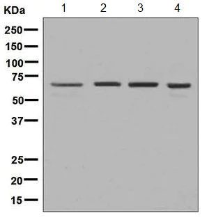 Western blot - Anti-USP39 antibody [EPR8684] - BSA and Azide free (AB248411)