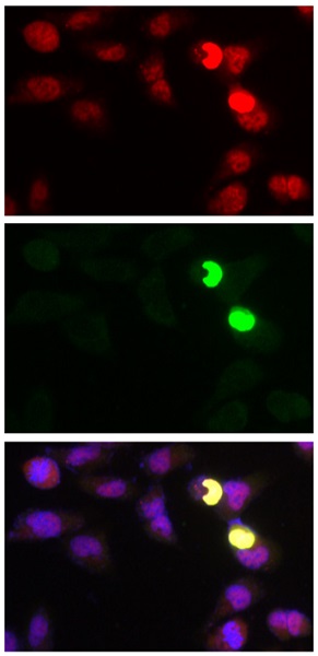 Immunocytochemistry/ Immunofluorescence - Anti-USP39 antibody - N-terminal (AB236453)