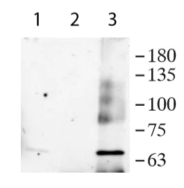 Immunoprecipitation - Anti-USP39 antibody - N-terminal (AB236453)