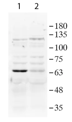 Western blot - Anti-USP39 antibody - N-terminal (AB236453)