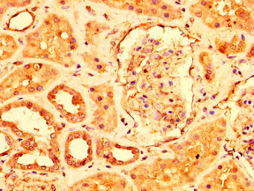 Immunohistochemistry (Formalin/PFA-fixed paraffin-embedded sections) - Anti-USP4 antibody (AB236987)