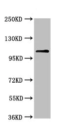 Western blot - Anti-USP4 antibody (AB236987)