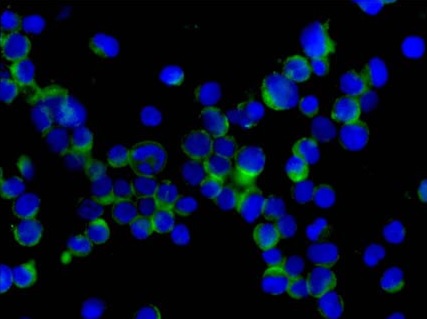 Immunocytochemistry/ Immunofluorescence - Anti-USP4 antibody [EPR13846] (AB181105)