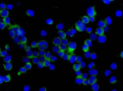Immunocytochemistry/ Immunofluorescence - Anti-USP4 antibody [EPR13846] - BSA and Azide free (AB250352)