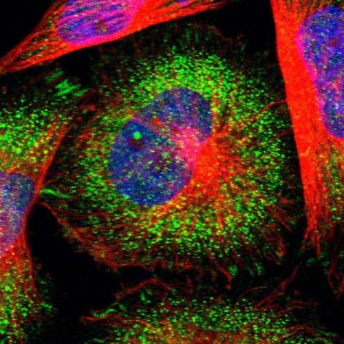 Immunocytochemistry/ Immunofluorescence - Anti-USP40 antibody (AB121234)