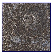 Immunohistochemistry (Formalin/PFA-fixed paraffin-embedded sections) - Anti-USP40 antibody (AB121234)