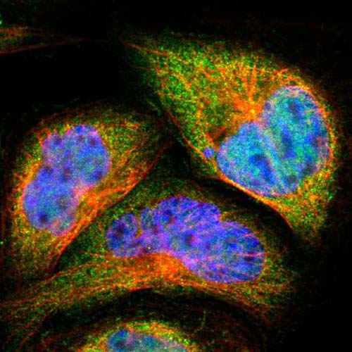 Immunocytochemistry/ Immunofluorescence - Anti-USP42 antibody (AB121254)