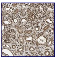 Immunohistochemistry (Formalin/PFA-fixed paraffin-embedded sections) - Anti-USP42 antibody (AB121254)