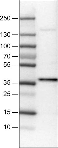 Western blot - Anti-USP46 antibody [CL0364] (AB244215)