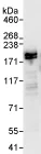 Immunoprecipitation - Anti-USP47 antibody (AB72143)