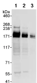 Western blot - Anti-USP47 antibody (AB72143)