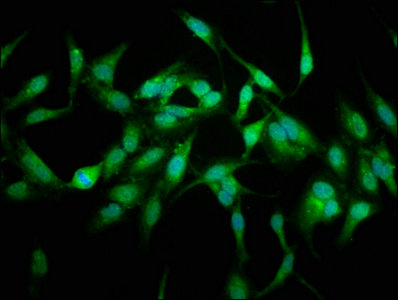Immunocytochemistry/ Immunofluorescence - Anti-USP48 antibody (AB237765), expandable thumbnail