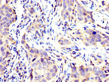 Immunohistochemistry (Formalin/PFA-fixed paraffin-embedded sections) - Anti-USP48 antibody (AB237765), expandable thumbnail
