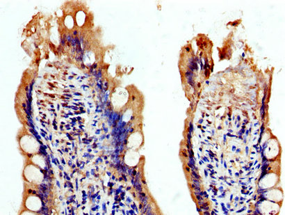 Immunohistochemistry (Formalin/PFA-fixed paraffin-embedded sections) - Anti-USP48 antibody (AB237765), expandable thumbnail