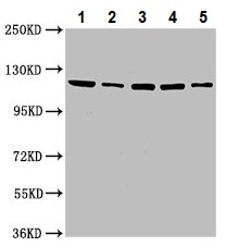 Western blot - Anti-USP48 antibody (AB237765), expandable thumbnail