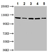 Western blot - Anti-USP48 antibody (AB237765)