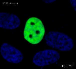 Immunocytochemistry - Anti-USP48 antibody (AB72226), expandable thumbnail