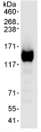 Immunoprecipitation - Anti-USP48 antibody (AB72226), expandable thumbnail