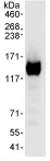 Immunoprecipitation - Anti-USP48 antibody (AB72226)