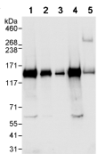 Western blot - Anti-USP48 antibody (AB72226), expandable thumbnail