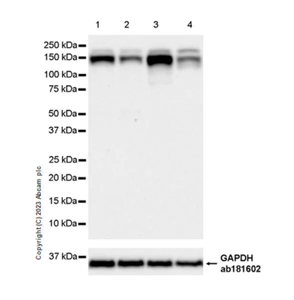 Western blot - Anti-USP48 antibody [EPR26175-11] (AB314543)