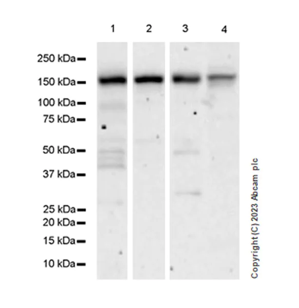 Western blot - Anti-USP48 antibody [EPR26175-11] (AB314543)