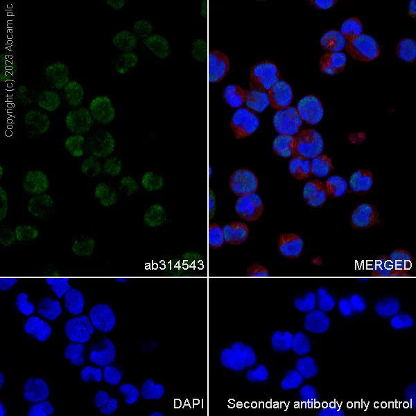 Immunocytochemistry/ Immunofluorescence - Anti-USP48 antibody [EPR26175-11] - BSA and Azide free (AB314544)